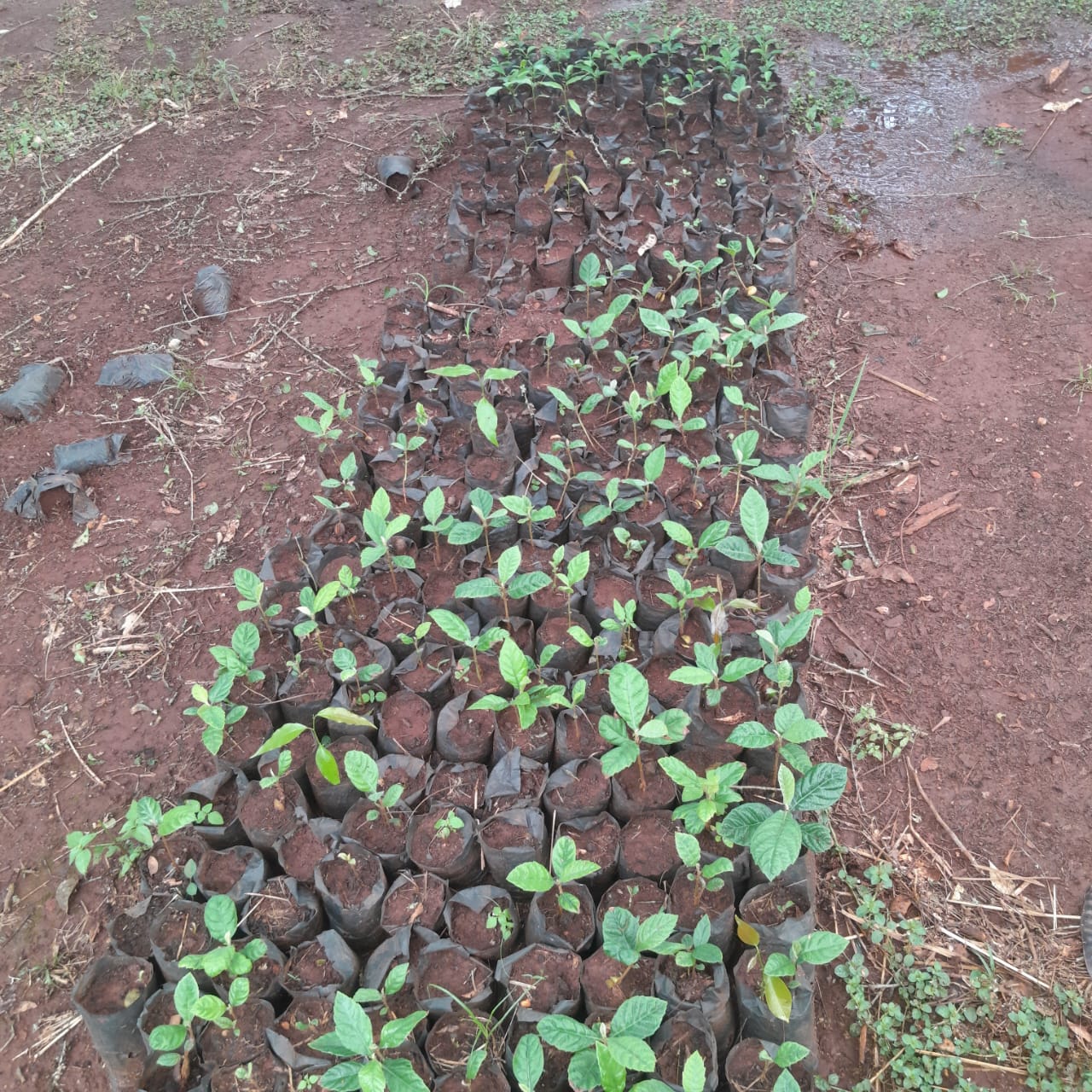 Tree Planting Image 5