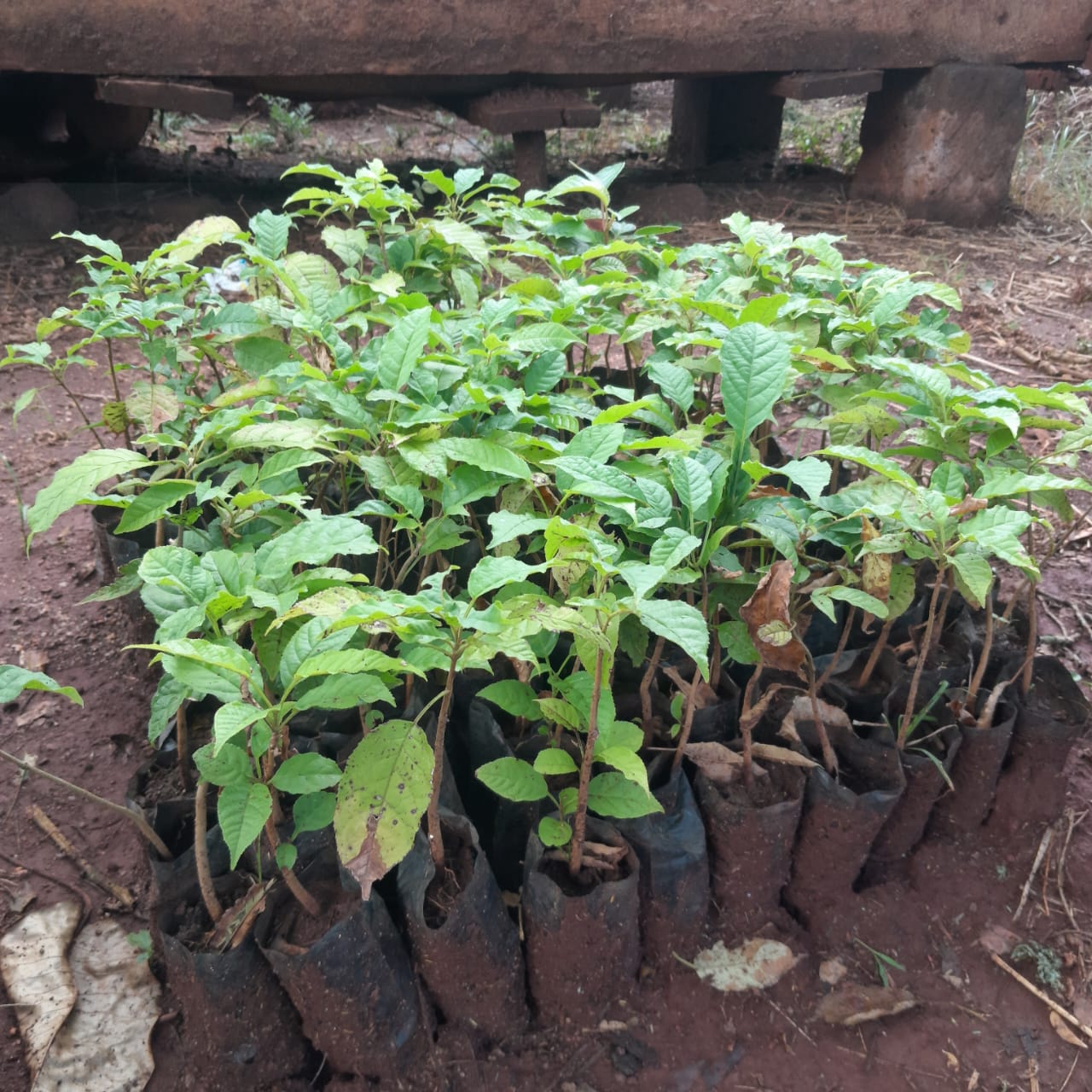 Tree Planting Image 5