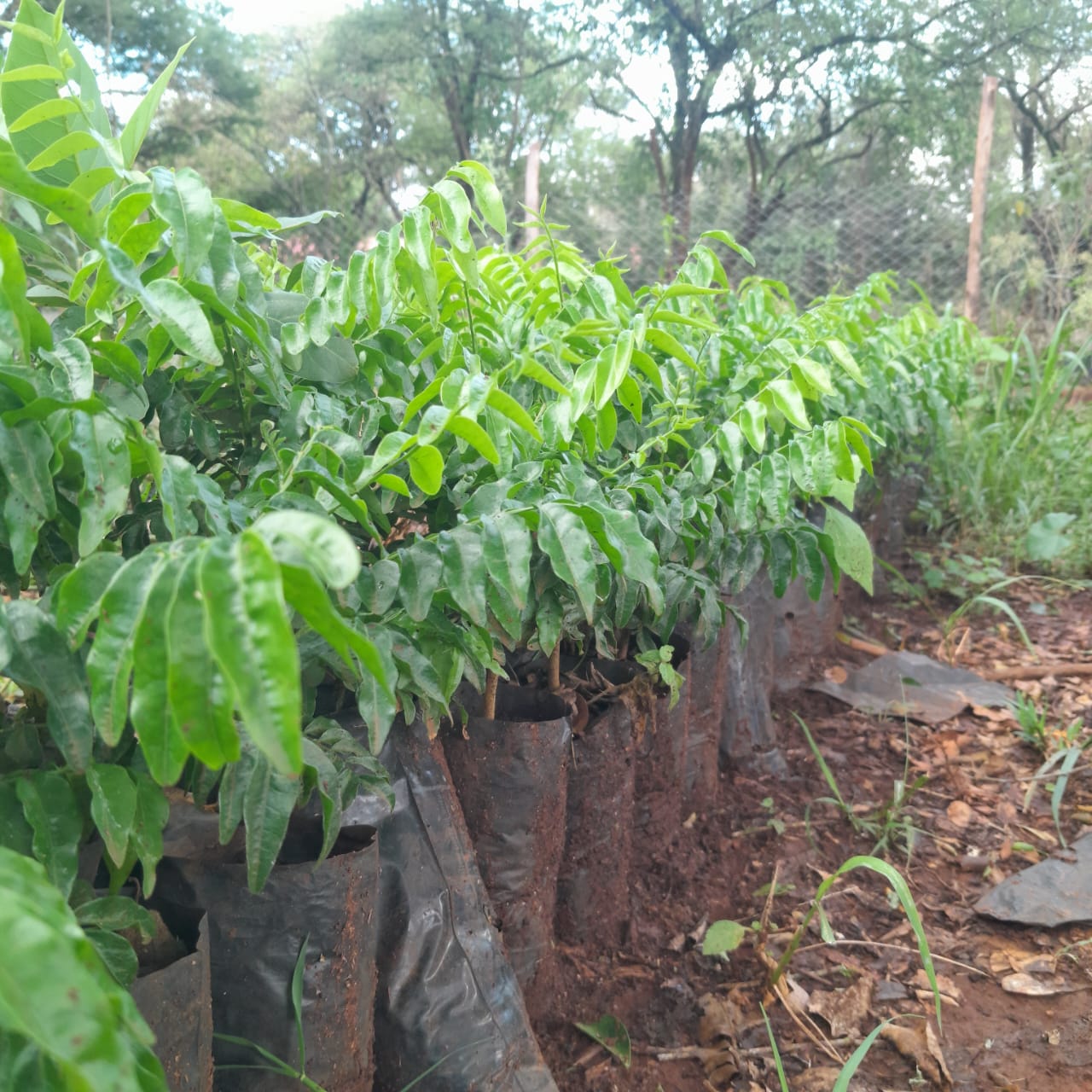 Tree Planting Image 4